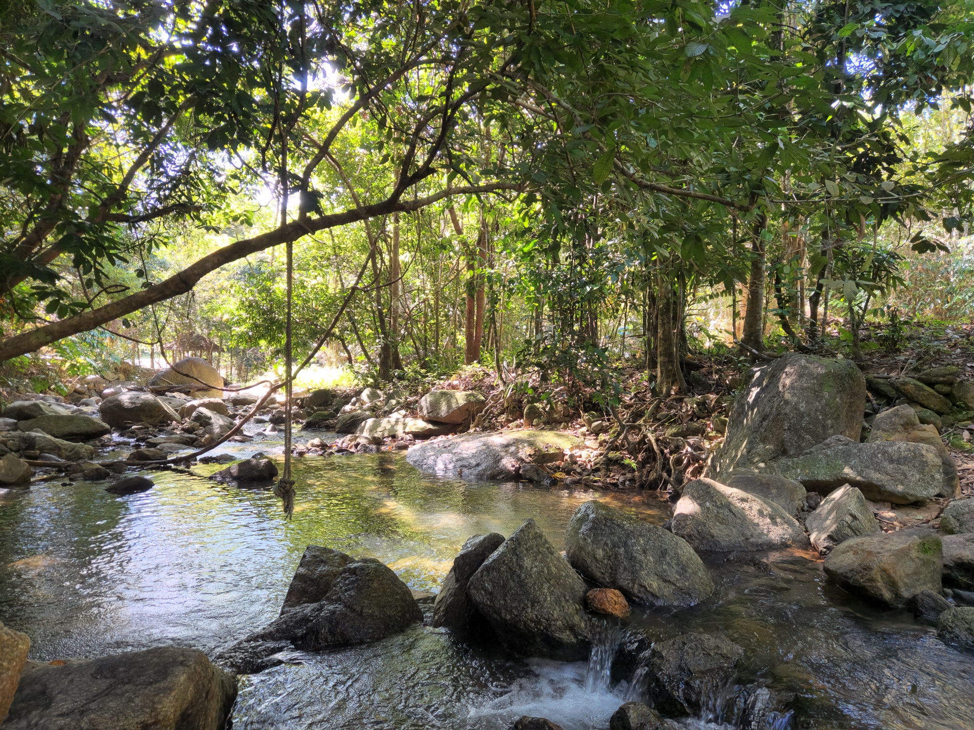 Tropical rain forest